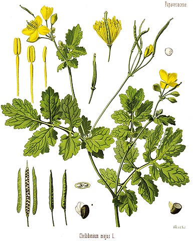 Chelidonium majus